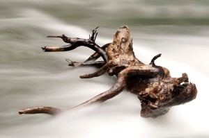 Is it a fantasy beast reclining on a cloud?