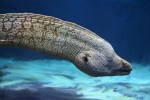 Carnivorous Eel