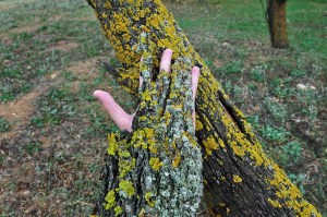 Dryad's Hand