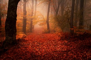 Beyond the forest and rim-ward of Lita's castle is a fen.