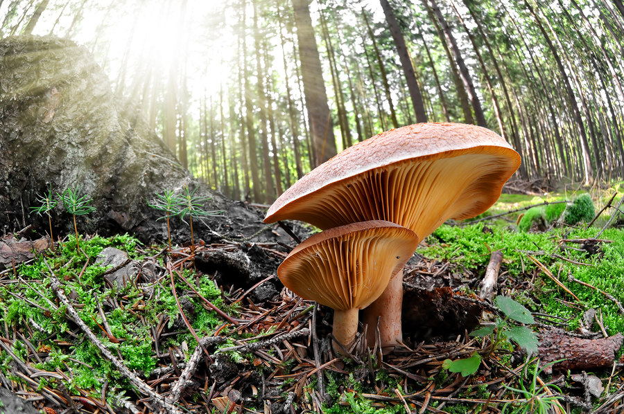 Bestiarum Vocabulum: Brownie