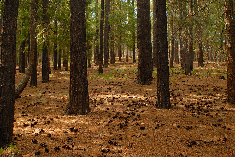 Bestiarum Vocabulum: Unicorn