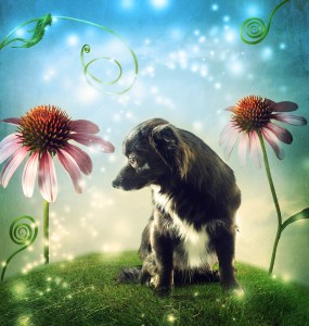 Discover the Go Fer Dog's Magic in Forever Boy