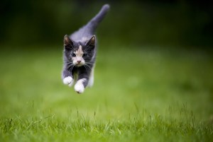 Kadmeion's Enchantments Kept the Airborne Cats From Harm