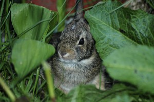 Servants Are Cringing Like Scared Rabbits