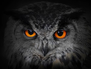An Odd-Acting Owl Makes Working in the Yard Unsettling