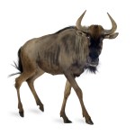 Wee Wildebeest 