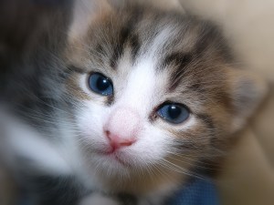 A Glamour Spell Makes His Elf-Blue Eyes Look Like This