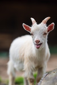 A Happy Goat