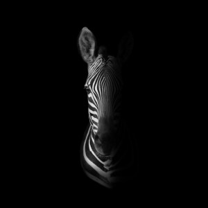 A Harlequin Zebra